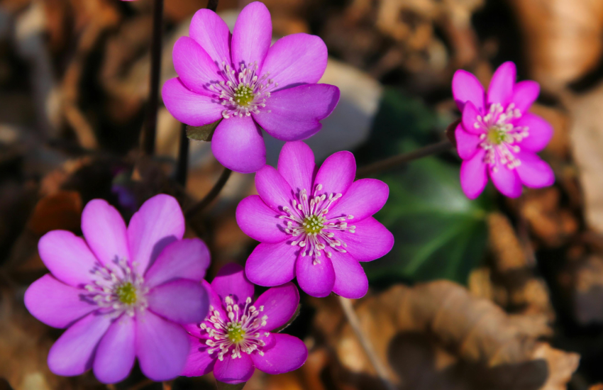 Fuchsia: A Guide to Growing Nature’s Vibrant Jewel