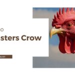 Why Do Roosters Crow