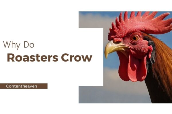 Why Do Roosters Crow