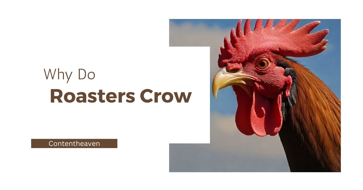 Why Do Roosters Crow