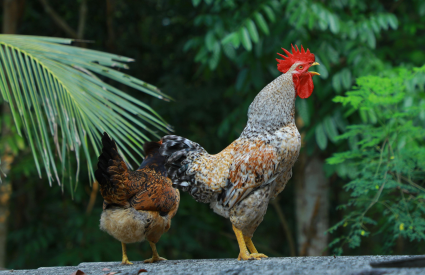 Why Do Roosters Crow? The Science Behind Their Morning Calls