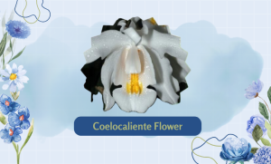 Coelocaliente Flower